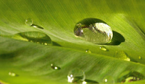 Grünes Blatt mit Wassertropfen